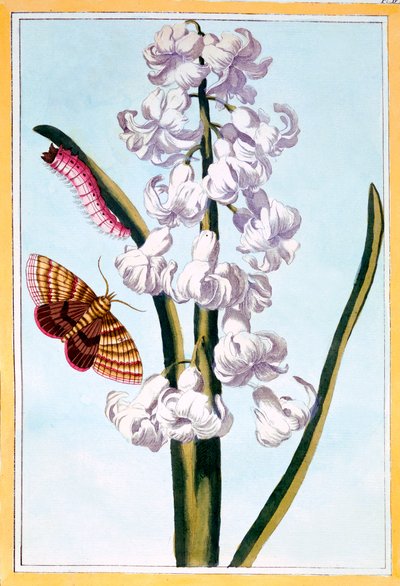 Jacinto, c.1766 de Pierre Joseph Buchoz