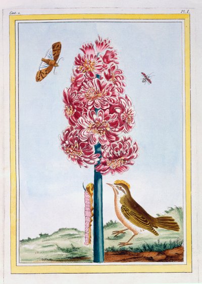 Jacinto, pub. 1776 de Pierre Joseph Buchoz