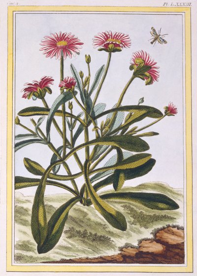La ficoide de África o Mesembryanthemum, pub. 1776 de Pierre Joseph Buchoz