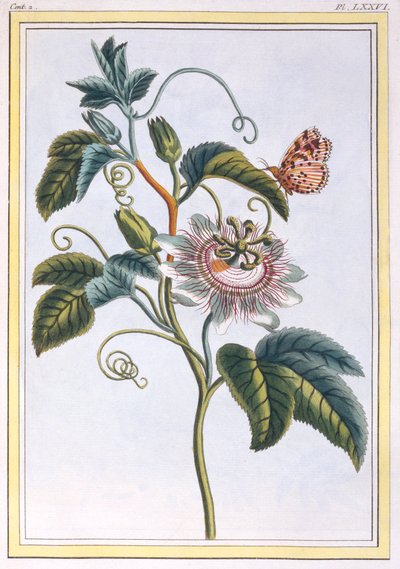 La Grenadille ou Le Maracot, pub. 1776 de Pierre Joseph Buchoz