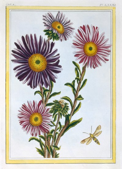 La Reina Margarita Aster, pub. 1776 de Pierre Joseph Buchoz