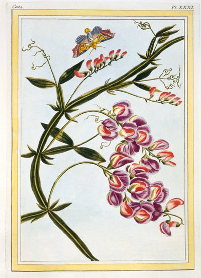 Le Grand Lathyre Everlasting Sweet Pea de Pierre Joseph Buchoz