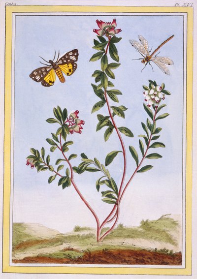 Le Petit arbousier des Aples Mountain heather, pub. 1776 de Pierre Joseph Buchoz