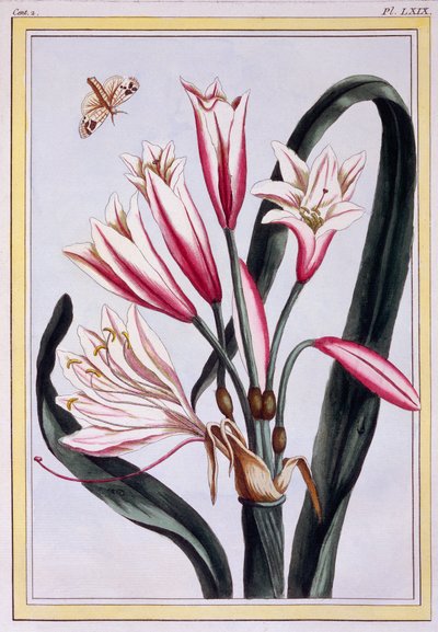 Amarilis de hojas largas, pub. 1776 de Pierre Joseph Buchoz
