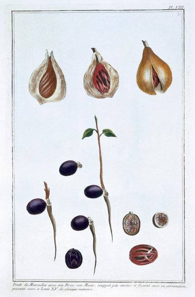 Nuez moscada, c1751-1807 de Pierre Joseph Buchoz