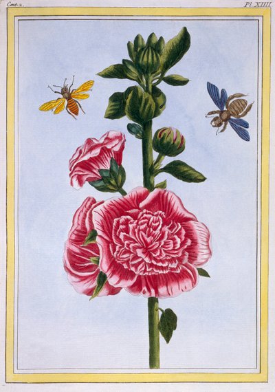 Passerose Hollyhock, pub. 1776 de Pierre Joseph Buchoz