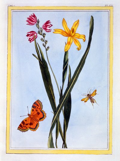 Ixia sudamericana, pub. 1776 de Pierre Joseph Buchoz
