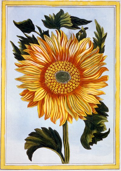 Girasol, pub. 1776 de Pierre Joseph Buchoz