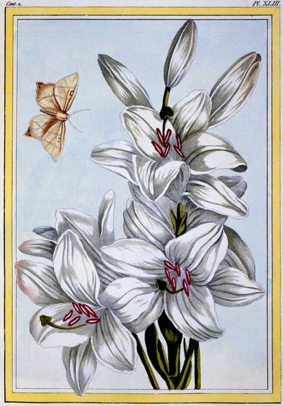 El gran lirio blanco, pub. 1776 de Pierre Joseph Buchoz