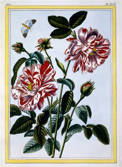 La rosa variada de Inglaterra de Pierre Joseph Buchoz