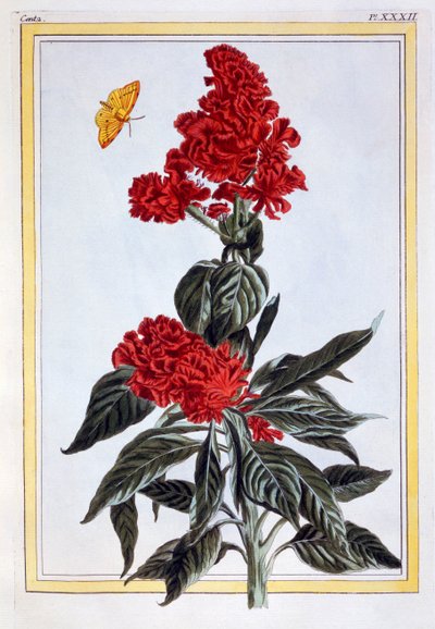 Variedad de Amaranthus, pub. 1776 de Pierre Joseph Buchoz