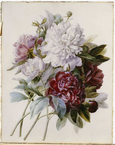 Un ramo de peonías rojas, rosas y blancas de Pierre Joseph Redouté