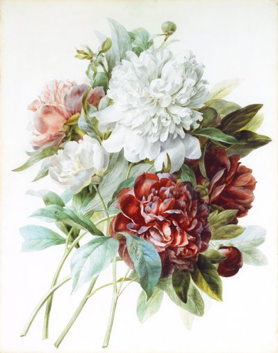 Un ramo de peonías rojas, rosas y blancas de Pierre Joseph Redouté