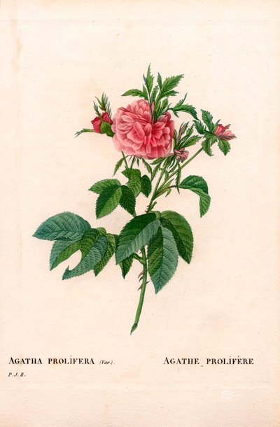 Rosa agatha prolifera, variedad Rosa gallica. Grabado en cobre a mano de Pierre Joseph Redoute