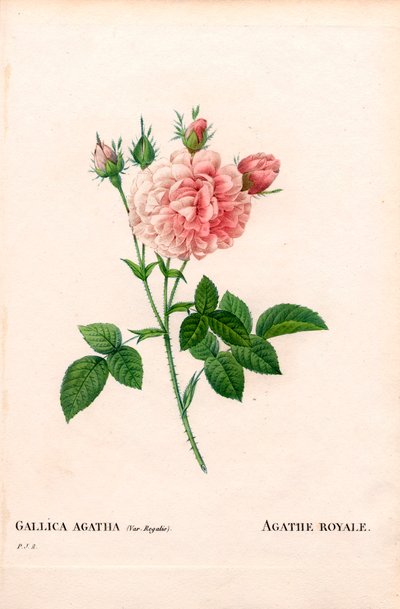 Rosa Agathe Royale, variedad Rosa gallica. Grabado a buril coloreado a mano de Pierre Joseph Redoute