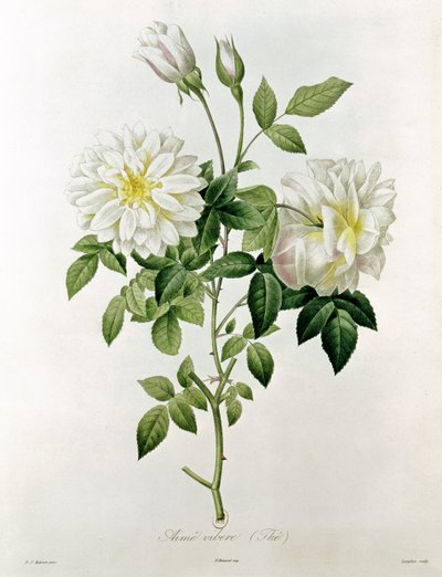 Aime Vibere (Té) grabado por Eustache Hyacinthe Langlois (1777-1837) de Pierre Joseph Redouté