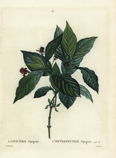 Madreselva alpina, Lonicera alpigena. Grabado a puntos de color a mano por Du Ruisseau después de una ilustración de Pierre-Joseph Redouté del Tratado de los Árboles y Arbustos de Henri Louis Duhamel du Monceau, París de Pierre Joseph Redouté