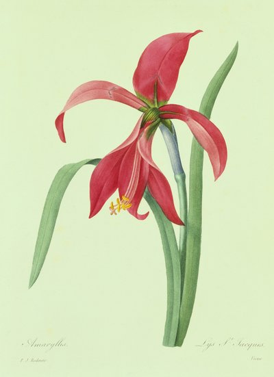 Amarilis (grabado en color) de Pierre Joseph Redouté