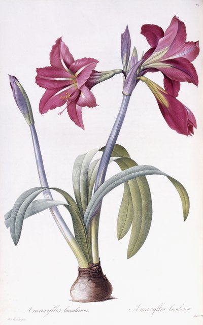 Amaryllis Brasiliensis de Pierre Joseph Redouté