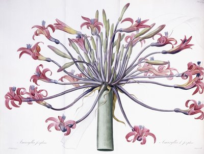 Amaryllis Josephina, 1802-1816 de Pierre Joseph Redouté