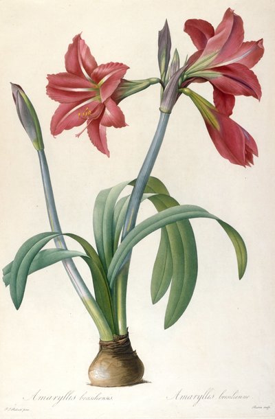 Amaryllis brasiliensis Amaryllis brasileña de Pierre Joseph Redouté