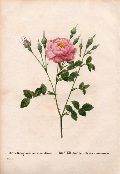 Rosa eglantina con flores de anémona, variedad Rosa rubiginosa, Rosa rust con flores de anémona. Grabado a buril coloreado a mano de Pierre Joseph Redoute