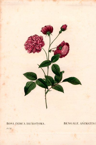 Rosa de China animada, híbrido de Rosa chinensis, La Bengala animada. Grabado en cobre a mano coloreado de 