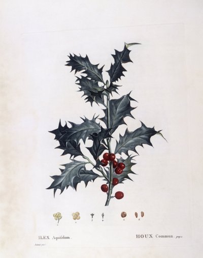 Aquifoliaceae - acebo europeo (Ilex aquifolium) (lámina botánica) de Pierre Joseph Redouté