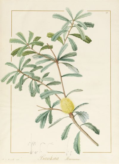 Banksia Marcescens, 1813 de Pierre Joseph Redouté