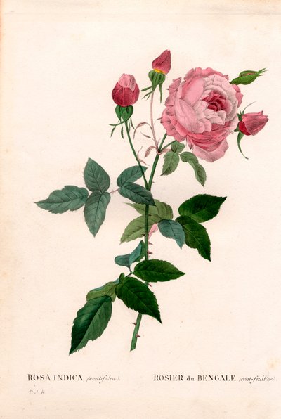 Rosa de Bengala de cien hojas, Rosa chinensis variedad, Rosa de Bengala (cien hojas). Grabado en cobre a mano coloreado de Pierre Joseph Redouté “Les Roses,” París de Pierre Joseph Redouté