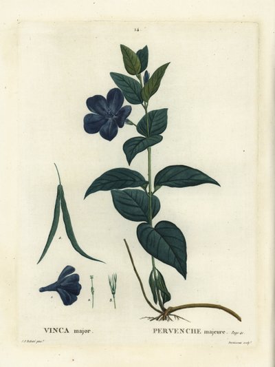 Vinca mayor de Pierre Joseph Redouté