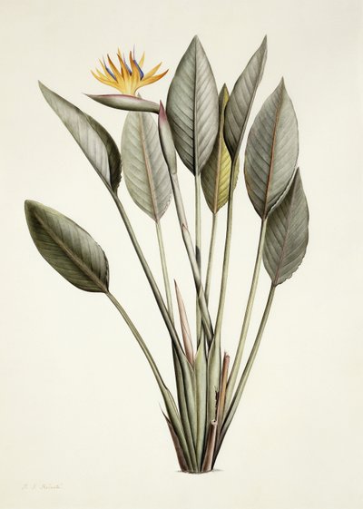 Ave del paraíso; Strelitzia Reginae de Pierre Joseph Redouté