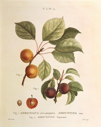Albaricoque negro y variedades de albaricoque: Prunus armeniaca, Armeniaca atropurpurea por Pierre Joseph Redoute (1759-1840) de Pierre Joseph Redouté