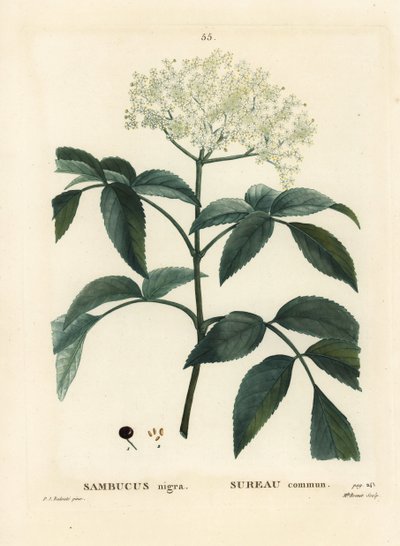 Saúco negro o saúco europeo, Sambucus nigra. Grabado a puntos coloreado a mano por Miss Brenet después de una ilustración de Pierre-Joseph Redoute del Tratado de Árboles y Arbustos de Henri Louis Duhamel du Moncel, París de Pierre Joseph Redouté