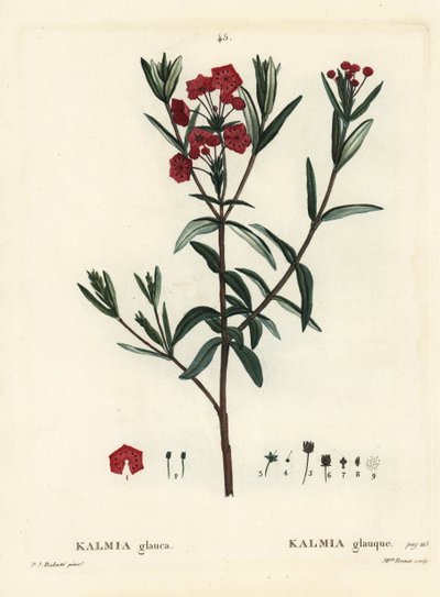 Laurel de pantano, Kalmia polifolia. Grabado a mano coloreado por Miss Brenet después de una ilustración de Pierre-Joseph Redouté del 