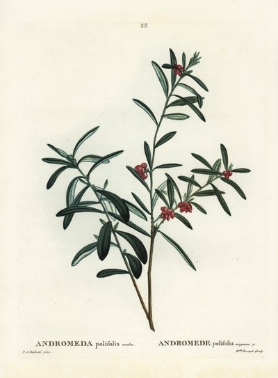 Romero de pantano, Andromeda polifolia. Grabado a mano coloreado después de una ilustración de Pierre-Joseph Redouté del 