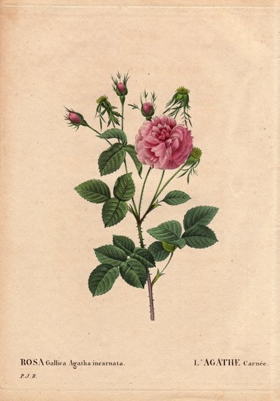 Lámina botánica, flor, variedad de rosa: Agathe carnee (Rosa gallica agatha incarnata). Origen desconocido, especie híbrida de Rosa Gallica Damascena. En Les Roses, Volumen 2 por Pierre Joseph Redoute de Pierre Joseph Redouté