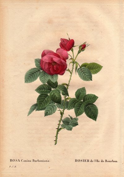 Tabla botánica, flor, variedad de rosa: Rosa de la Isla de Bourbon (Rosa canina burbonia). Cultivada en 1821 en los jardines de Neuilly, Francia por Monsieur Jacques con semillas de la isla de Bourbon. En “Les Roses”, Volumen 2 de Pierre Joseph Redoute (17 de Pierre Joseph Redouté