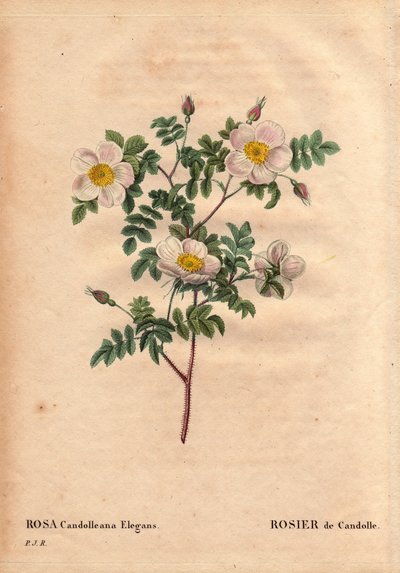 Tabla botánica, flor, variedad de rosa: Rosa blanca de De Candolle o Rosa de Candolle (Rosa candolleana elegans). Rosa silvestre, descubierta en el sur de Europa y nombrada De Candolle en 1819. En “Les Roses”, Volumen 2 de Pierre Joseph Redoute (1759-1840) de Pierre Joseph Redouté