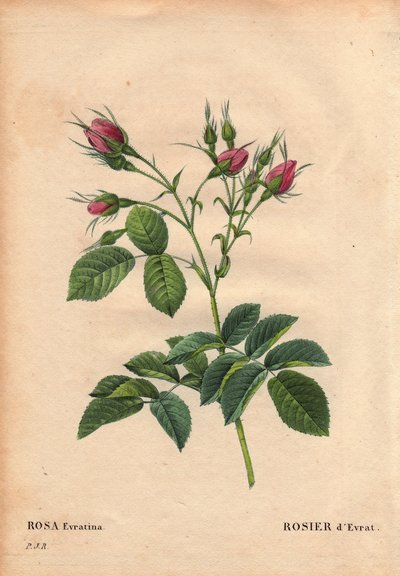 Tabla botánica, flor, variedad de rosa: Rosa Evrat (Rosa evratina). Origen desconocido, de invernaderos holandeses y entregada a Monsieur Evrath antes de 1824. En “Les Roses”, Volumen 2 de Pierre Joseph Redoute (1759-1840) de Pierre Joseph Redouté