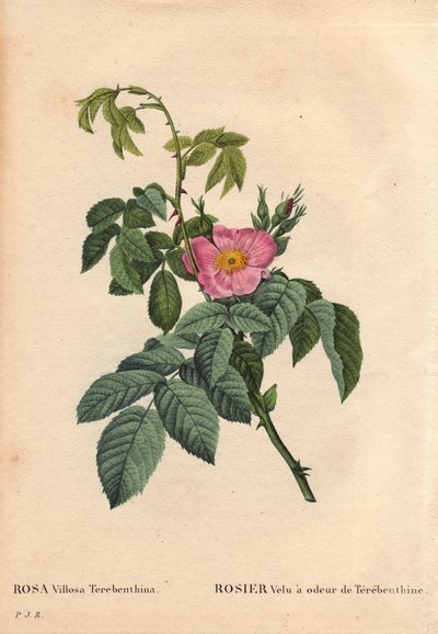 Lámina botánica, flor, variedad de rosa: Rosa peluda con olor a trementina (Rosa Villosa Terebenthina). En Les Roses, Volumen 2 por Pierre Joseph Redoute de Pierre Joseph Redouté