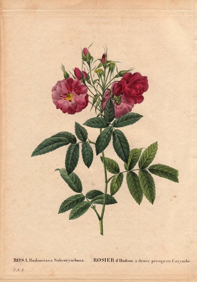 Tablero botánico, flor, variedad de rosa: Rosa Hudson con flores casi en Corymbe (Rosa hudsonia subcorymbosa), de América del Norte, esta variedad fue cultivada por Monsieur Ternaux antes de 1821. En "Les Roses", Volumen 2 por Pierre Joseph Redoute (1759-1 de Pierre Joseph Redouté