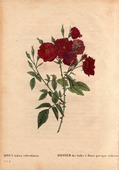 Tablero botánico, flor, variedad de rosa: Rosa de la India con flores casi violetas (Rosa indica subviolacea). Cultivada por M. Ternaux alrededor de 1812. En "Les Roses", Volumen 2 por Pierre Joseph Redoute (1759-1840) de Pierre Joseph Redouté