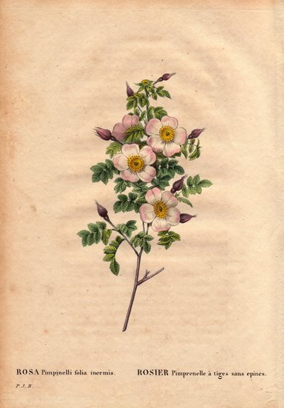 Tabla botánica, flor, variedad de rosa: Rosa pimprenelle con tallos sin espinas (Rosa pimpinelli folia inermis). En “Les Roses”, Volumen 2 por Pierre Joseph Redoute (1759-1840) de Pierre Joseph Redouté