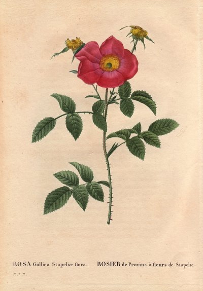 Tabla botánica, flor, variedad de rosa: Rosa de Provin con Stapelia floreciendo (Rosa Gallica Stapeliae flora), probablemente especie extirpada. En “Les Roses”, Volumen 2 de Pierre Joseph Redoute (1759-1840) de Pierre Joseph Redouté