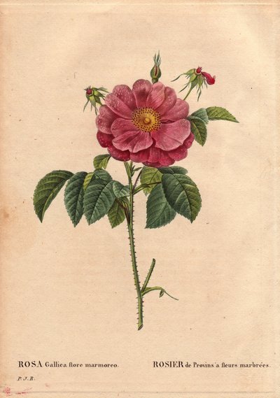 Tabla botánica, Flor, Variedad de Rosa: Rosa de Provin con flores jaspeadas (Rosa gallica flore marmoreo). Origen desconocido. En “Les Roses”, Volumen 2 por Pierre Joseph Redouté (1759-1840) de Pierre Joseph Redouté