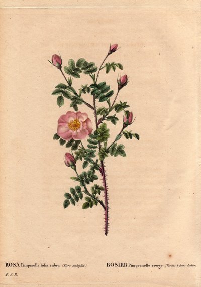 Tabla botánica, flor, variedad de rosa: Rosa pimprenelle roja (variedad con flores dobles). En latín: Rosa pimpinellifolia rubra. Flores cultivadas por Monsieur Descenemet, circa 1800. En “Les Roses”, Volumen 2 por Pierre Joseph Redoute (1759-1840) de Pierre Joseph Redouté