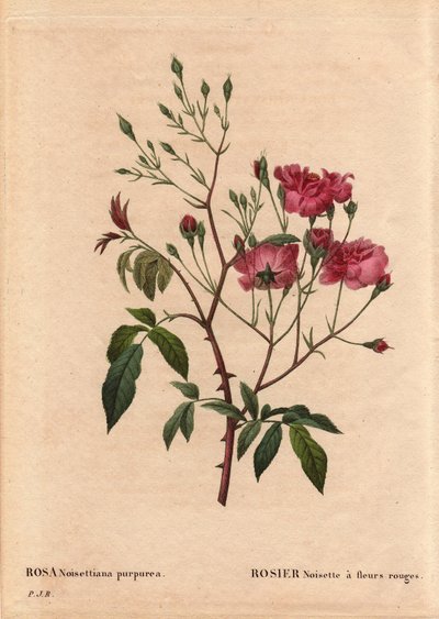 Tablero botánico, flor, variedad de rosa: Rosa avellana con flores rojas (Rosa noisettiana purpurea), obtenida de las semillas de la variedad Rosa avellana en 1822 en el jardín de Monsieur Ternaux. En "Les Roses", Volumen 2 por Pierre Joseph Redoute (1759- de Pierre Joseph Redouté