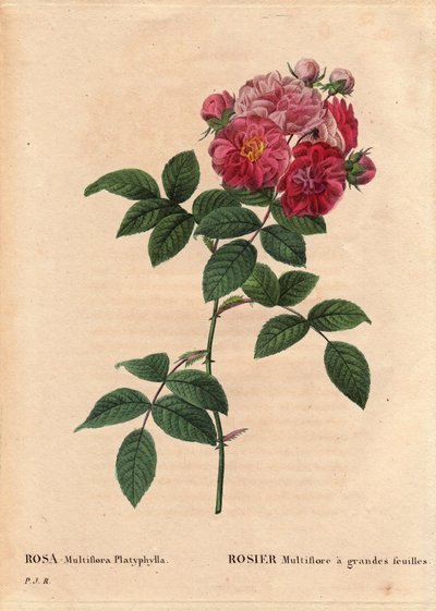 Tabla botánica, Flor, Variedad de Rosa: Rosa multiflora con hojas grandes (Rosa multiflora platyphylla) cultivada a partir de una semilla introducida en Bretaña antes de 1817. En “Les Roses”, Volumen 2 por Pierre Joseph Redouté (1759-1840) de Pierre Joseph Redouté