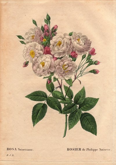 Lámina botánica, flor, variedad de rosa: Rosa de avellana de Philippe (Rosa noisettiana). Especie híbrida de rosa moschata chinensis cultivada en los Estados Unidos por John Champney e introducida en Francia por Philippe Noisette en 1814. En “Les Roses,” V de Pierre Joseph Redouté